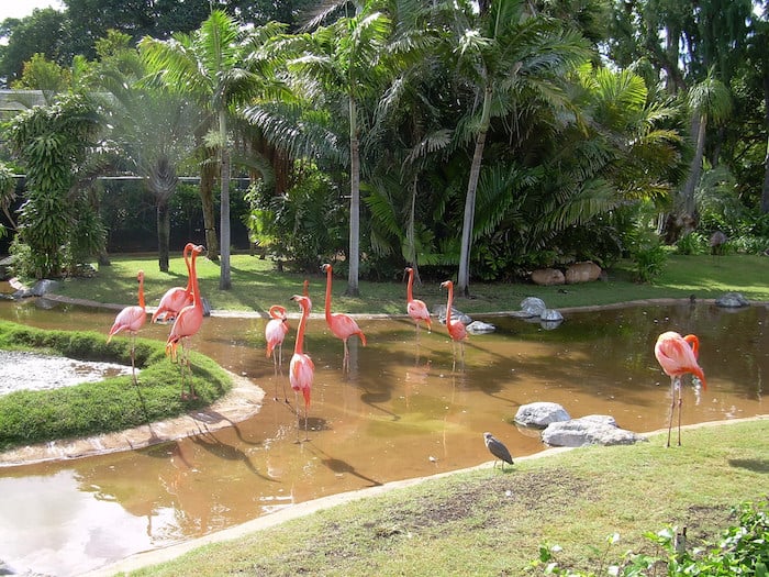 Zoo di Waikiki